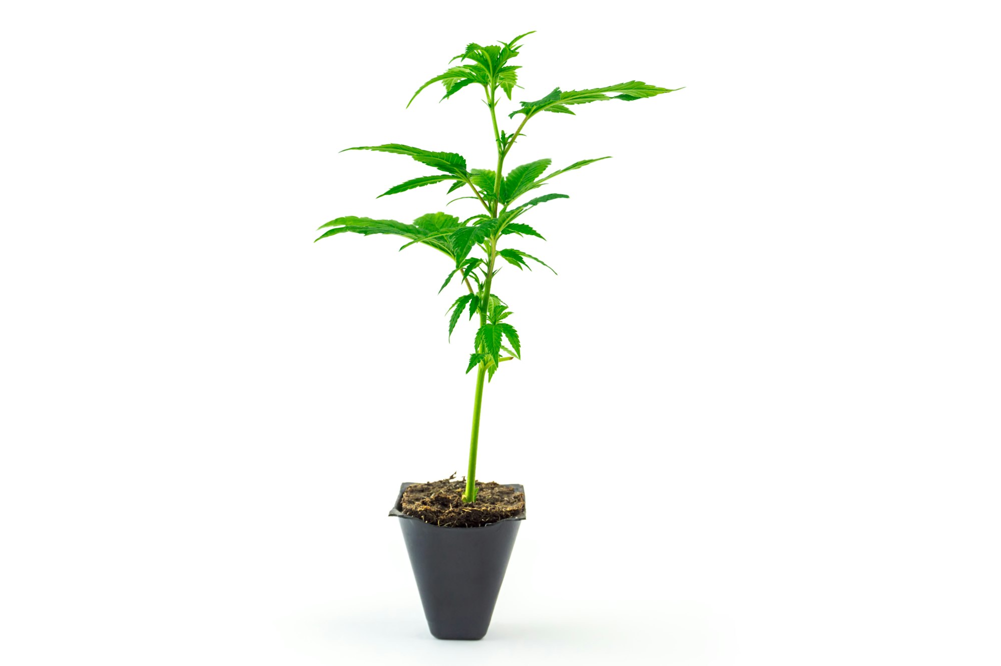 Cannabis clone Girl scout cookies strain seedling in pot isolated on white